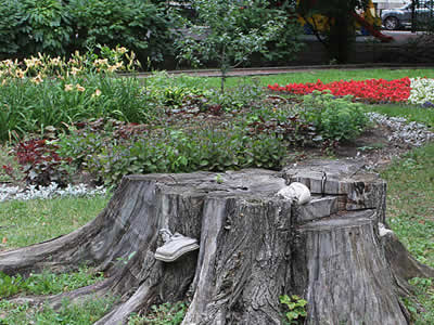 Stump Removal Services